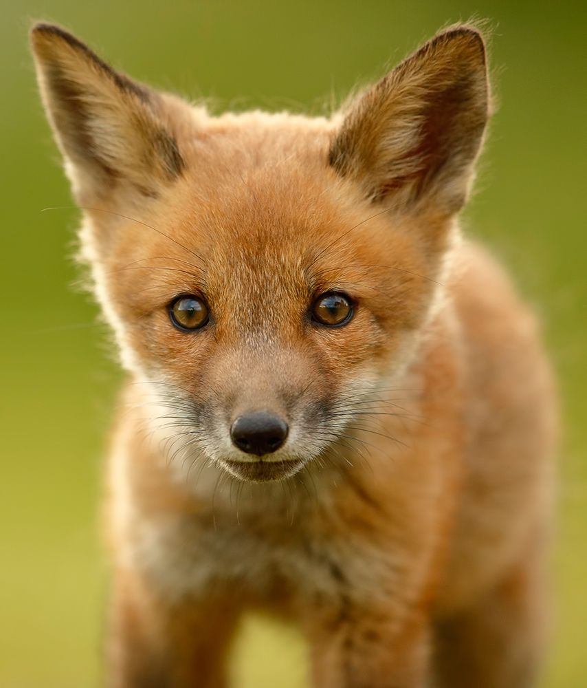 Red Fox Cub art print by Assaf Gavra for $57.95 CAD