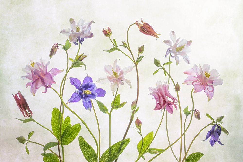 Columbine art print by Mandy Disher for $57.95 CAD