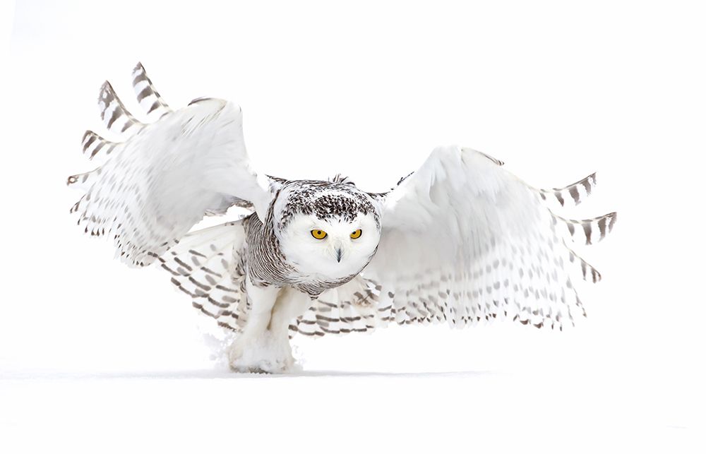 Snowy Owl - Jazz Wings art print by Jim Cumming for $57.95 CAD