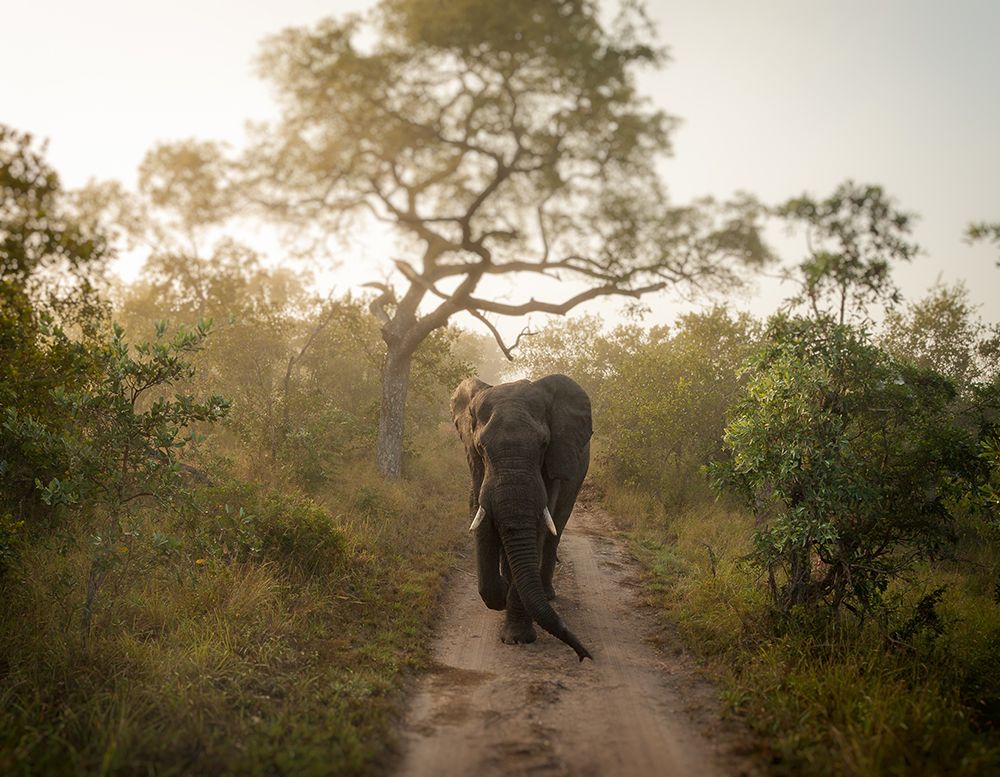 MORNING WALK art print by Jaco Marx for $57.95 CAD