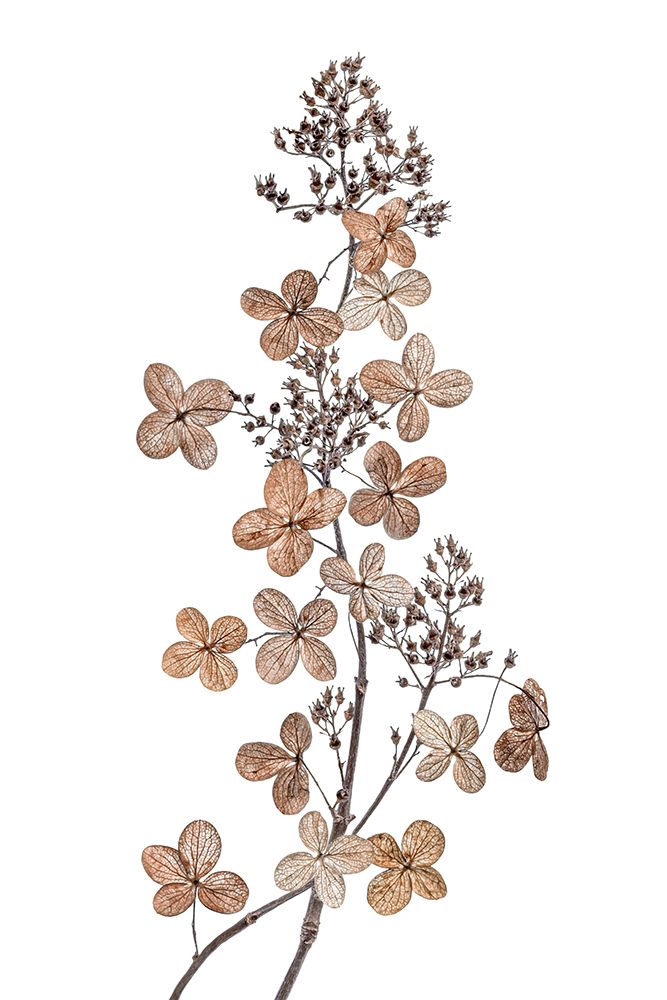 Hydrangea Paniculata art print by Mandy Disher for $57.95 CAD