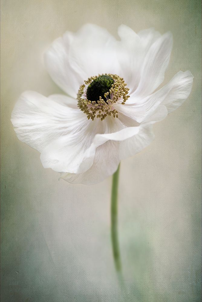 Single White art print by Jacky Parker for $57.95 CAD