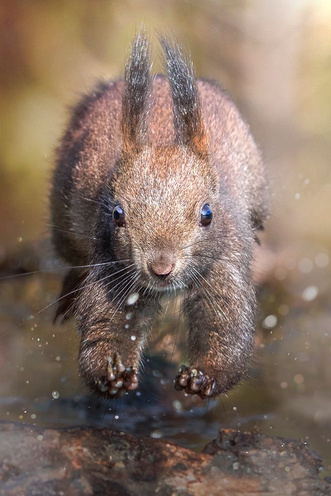 The jump of the squirrel art print by Alberto Ghizzi Panizza for $57.95 CAD