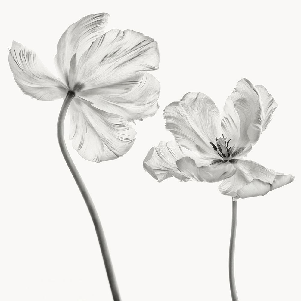 Same Tulip : Front- And Backview art print by Lotte Gronkjar for $57.95 CAD