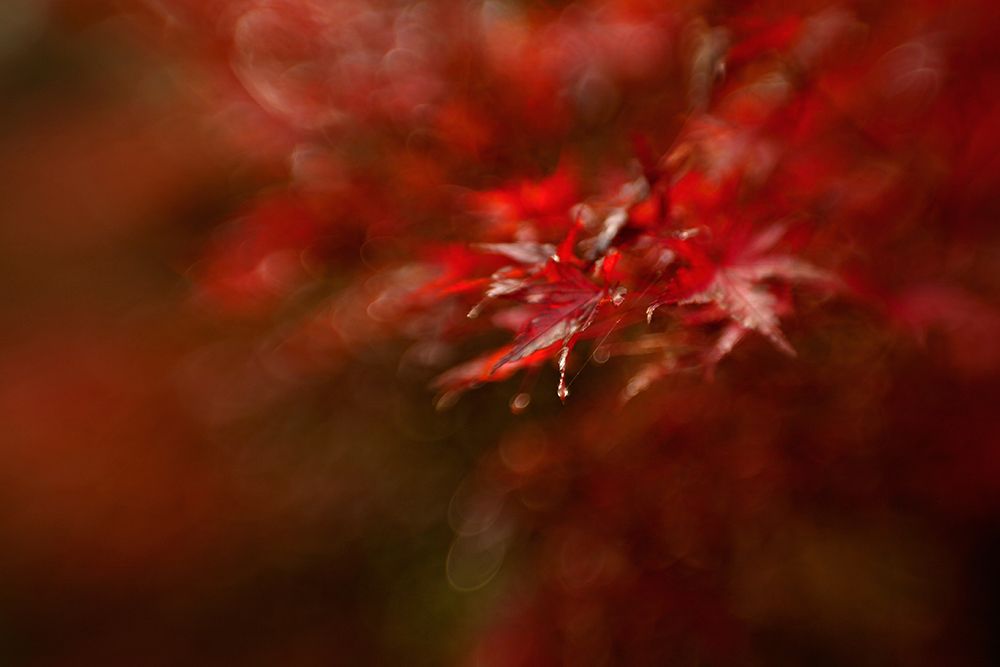 Maple art print by Mel Brackstone for $57.95 CAD