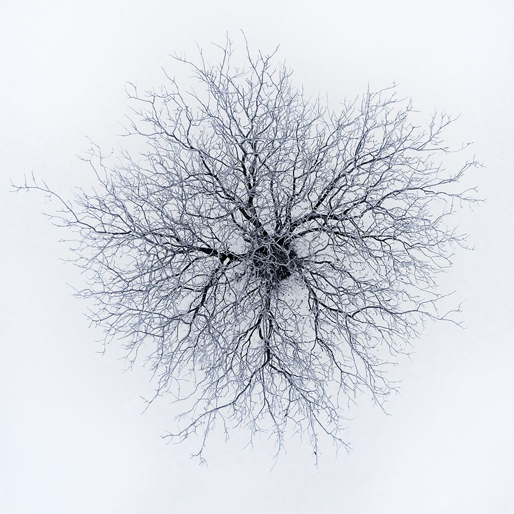 Dendrites art print by Branko Markovic for $57.95 CAD