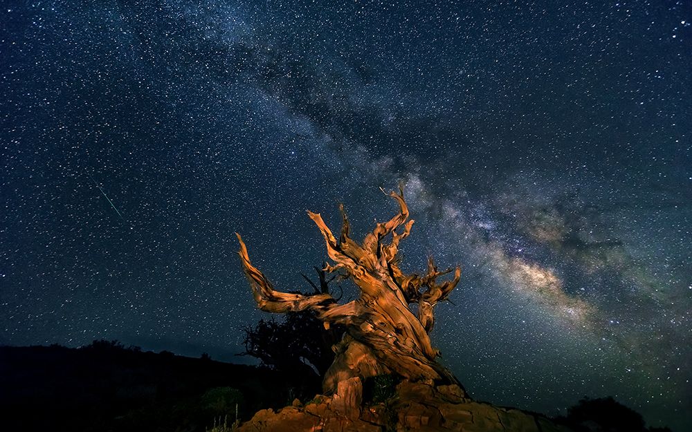 The Galaxy And Ancient Bristlecone Pine art print by Hua for $57.95 CAD