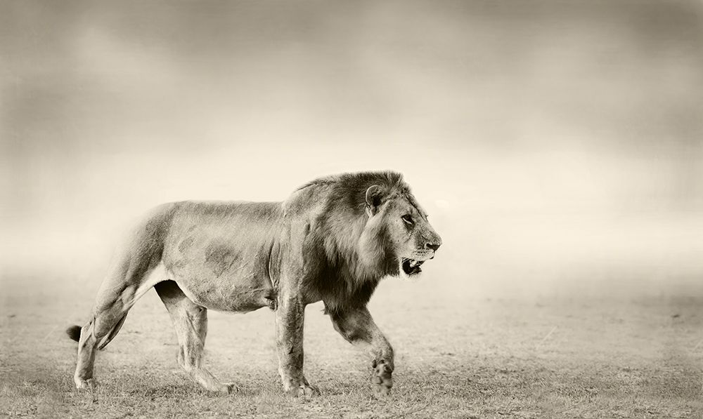 The Walk art print by WildPhotoArt for $57.95 CAD