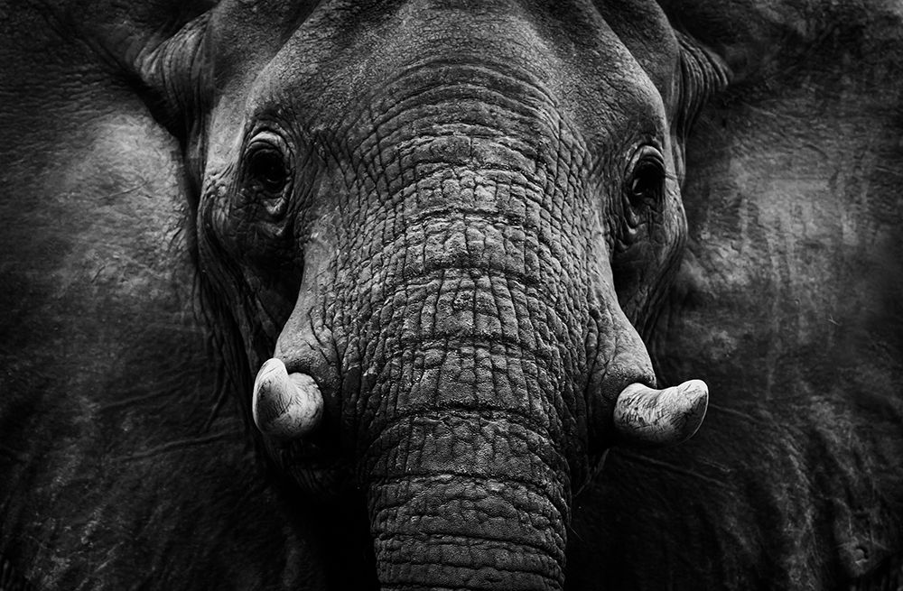 Elephant art print by WildPhotoArt for $57.95 CAD