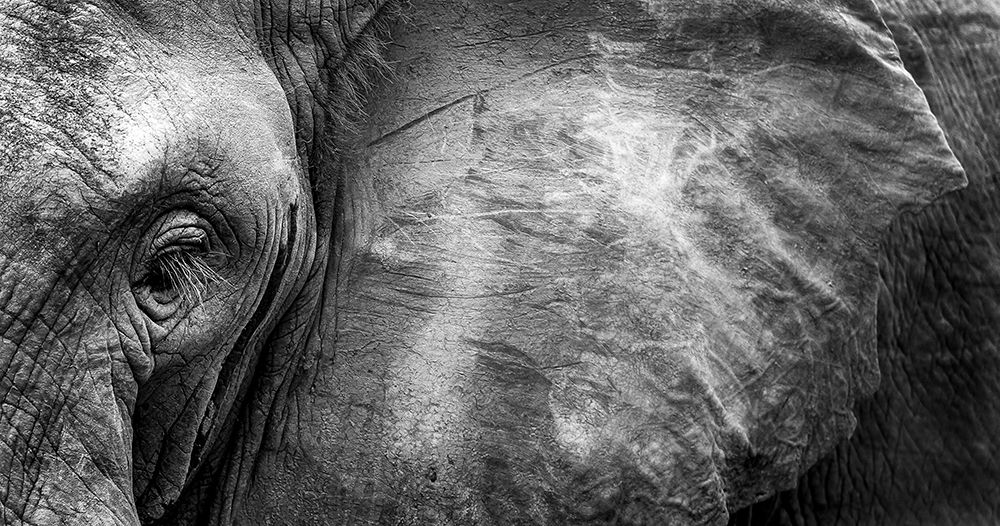 Elephant Face art print by WildPhotoArt for $57.95 CAD