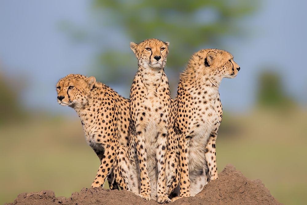 Cheetah Malaika And Her Two Boys art print by Jun Zuo for $57.95 CAD
