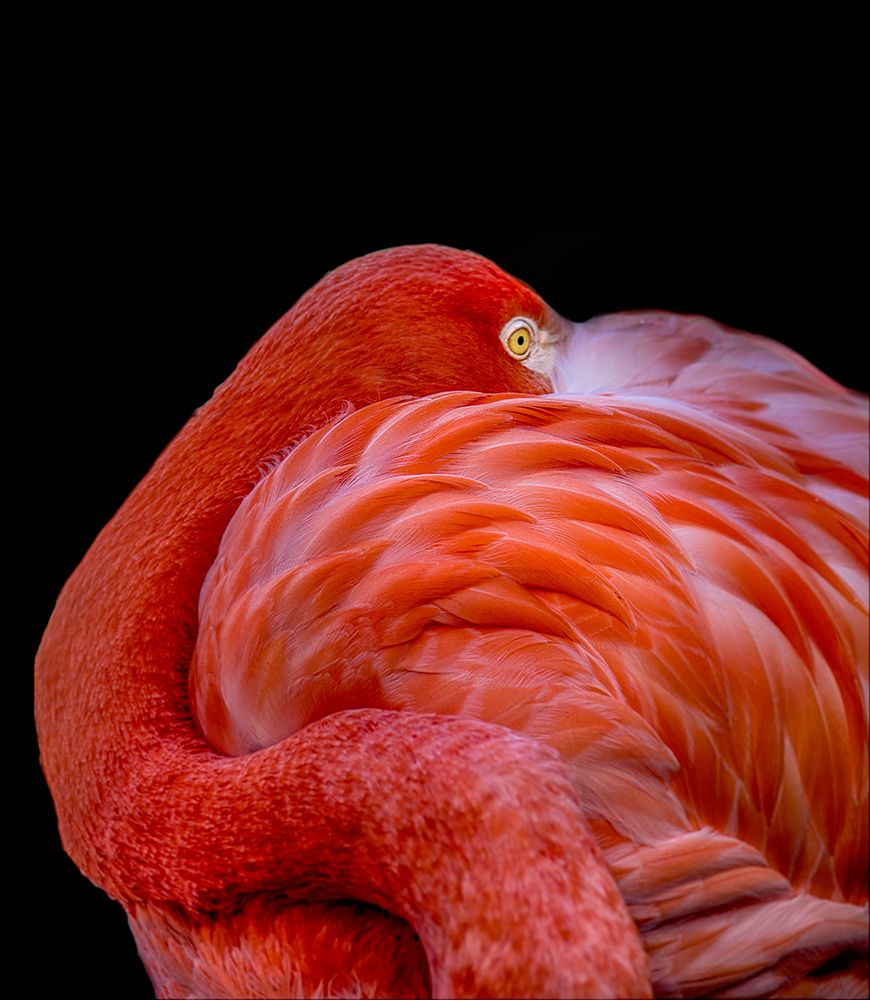 Flamingo art print by Chris Coenders for $57.95 CAD
