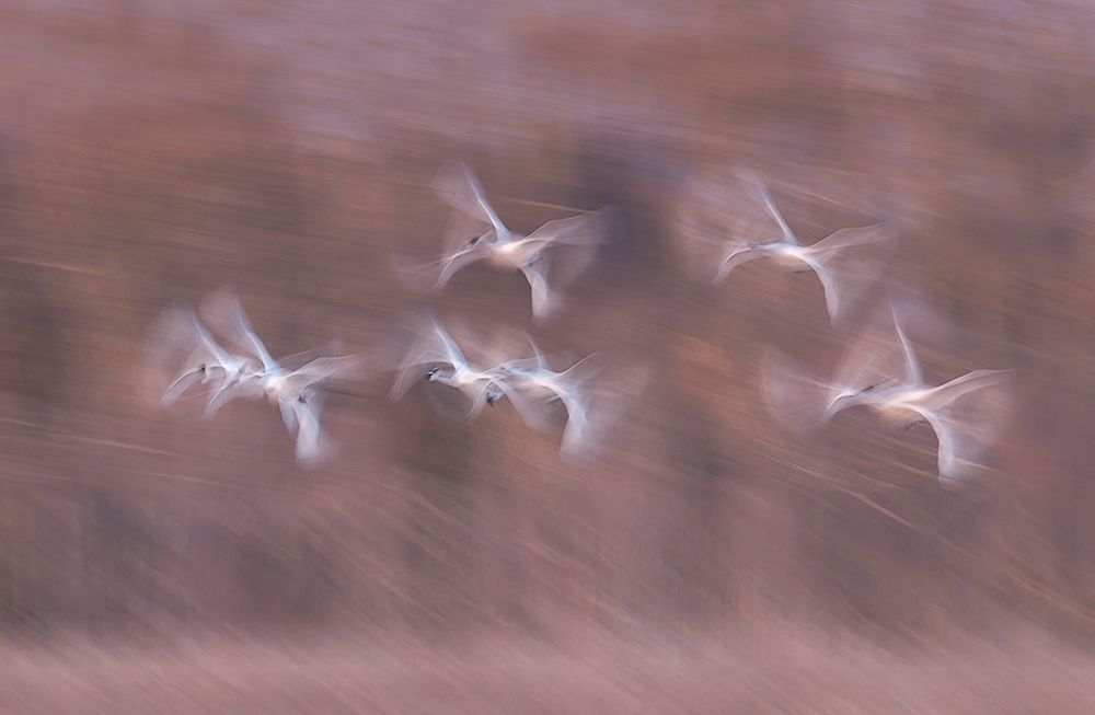 Tundra Swans in action art print by Larry Deng for $57.95 CAD