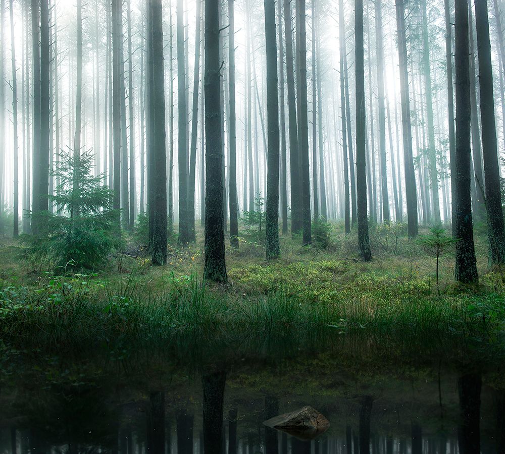 Lake In Forest art print by Christian Lindsten for $57.95 CAD