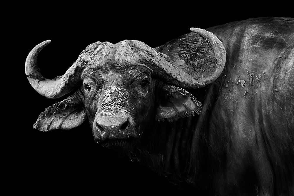 Dark Buffalo art print by WildPhotoArt for $57.95 CAD