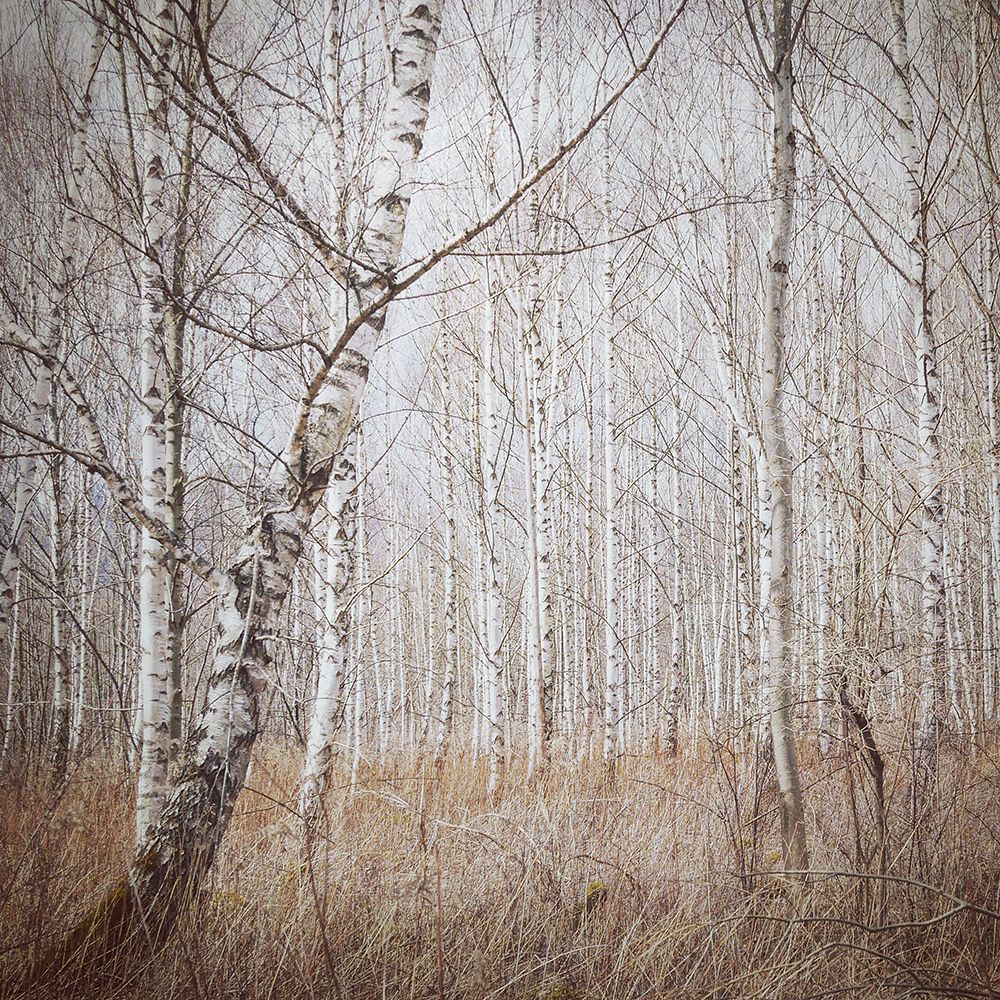 Birch Forest art print by Renate Wasinger for $57.95 CAD