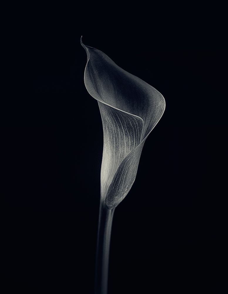 Calla Lily art print by Lotte Gronkjar for $57.95 CAD