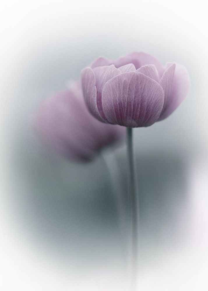 Purple Tulip art print by Purple Bamboo for $57.95 CAD