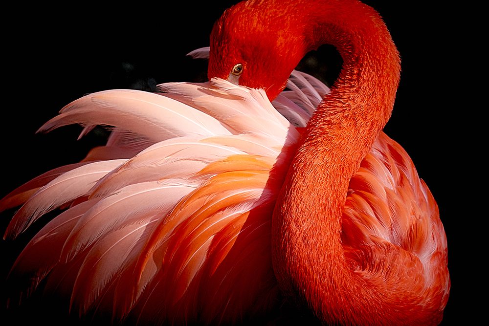 Flamingo art print by Makoto Nishikura for $57.95 CAD
