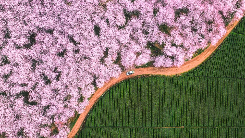 The road of flower art print by TIANQI for $57.95 CAD