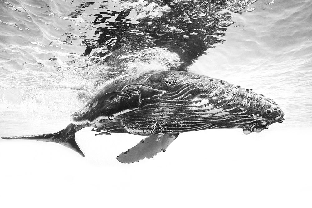 Humpback whale calf art print by Barathieu Gabriel for $57.95 CAD