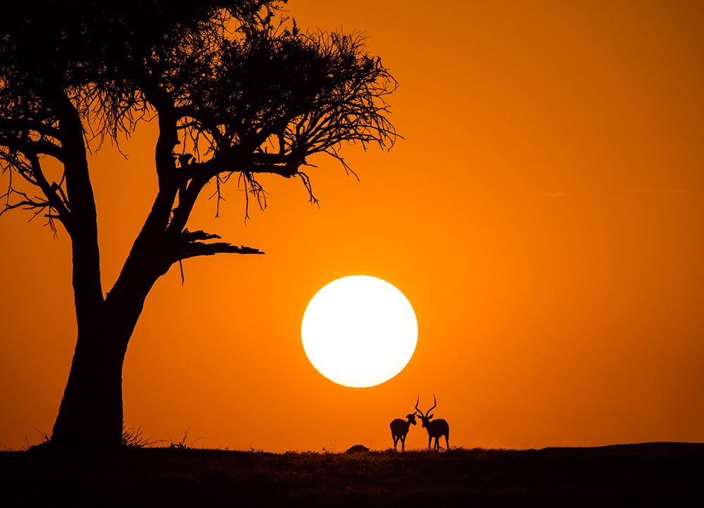 African Sunset art print by Jonathan Zhang for $57.95 CAD