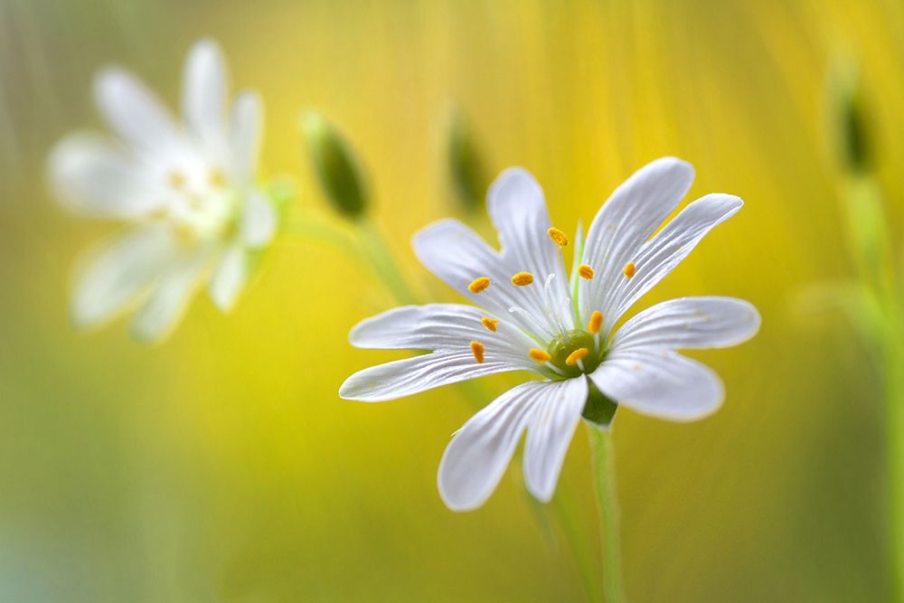 Stitchwort art print by Mandy Disher for $57.95 CAD