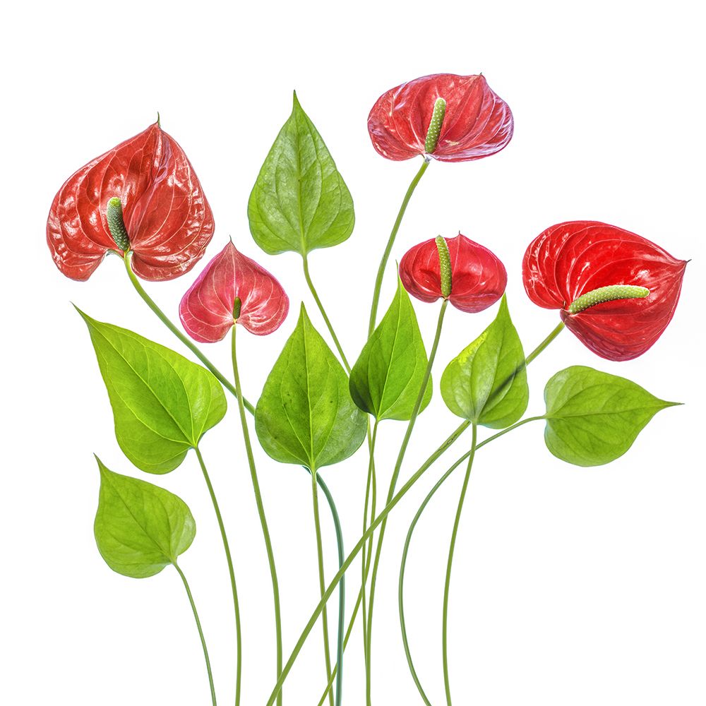 Anthurium art print by Mandy Disher for $57.95 CAD
