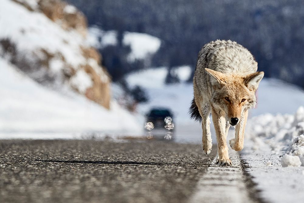 Road Risk art print by Peter Hudson for $57.95 CAD