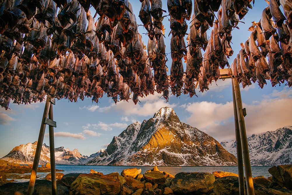 Stockfish in Lofoten art print by Adrian Popan for $57.95 CAD