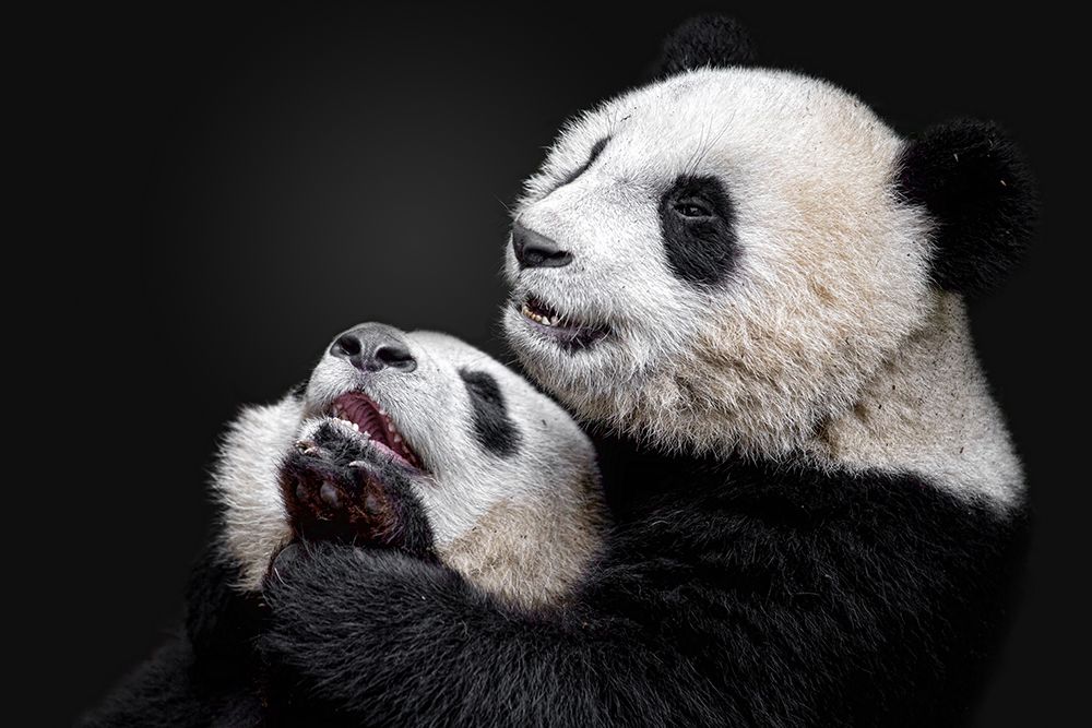 Pandas art print by Alessandro Catta for $57.95 CAD