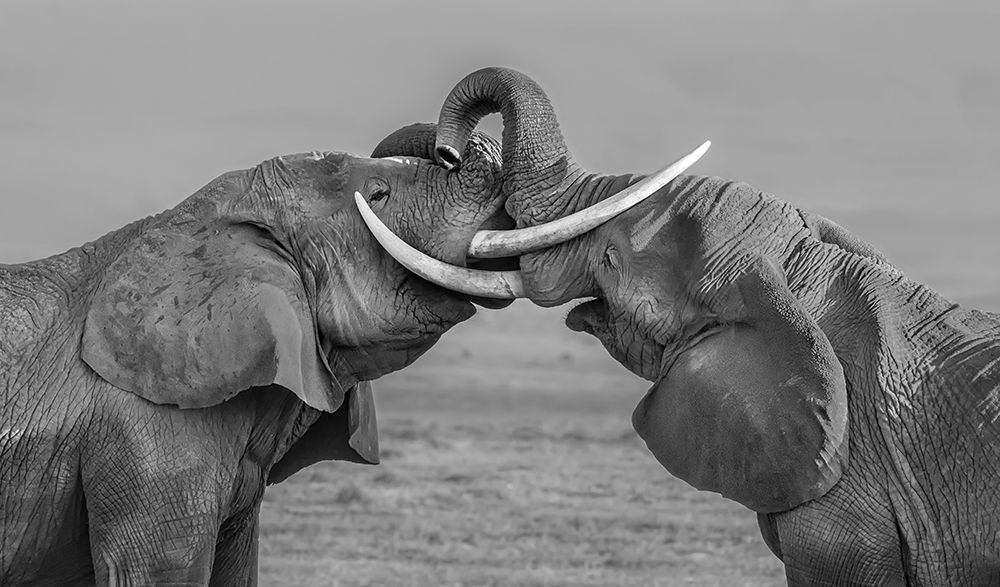 Elephants fighting art print by Yun Wang for $57.95 CAD