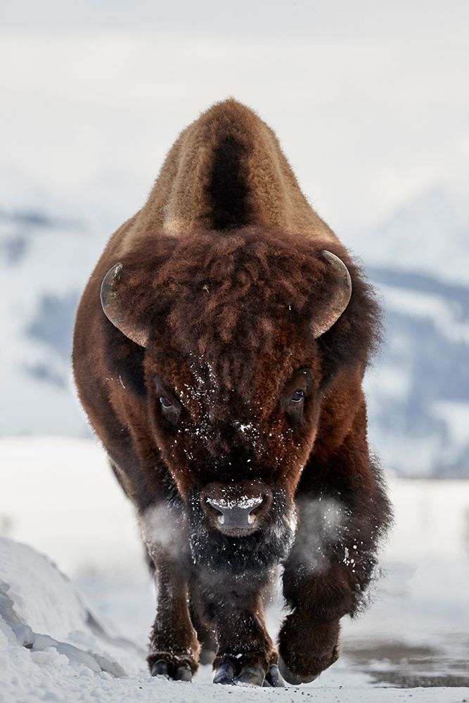 Bison Incoming art print by Peter Hudson for $57.95 CAD
