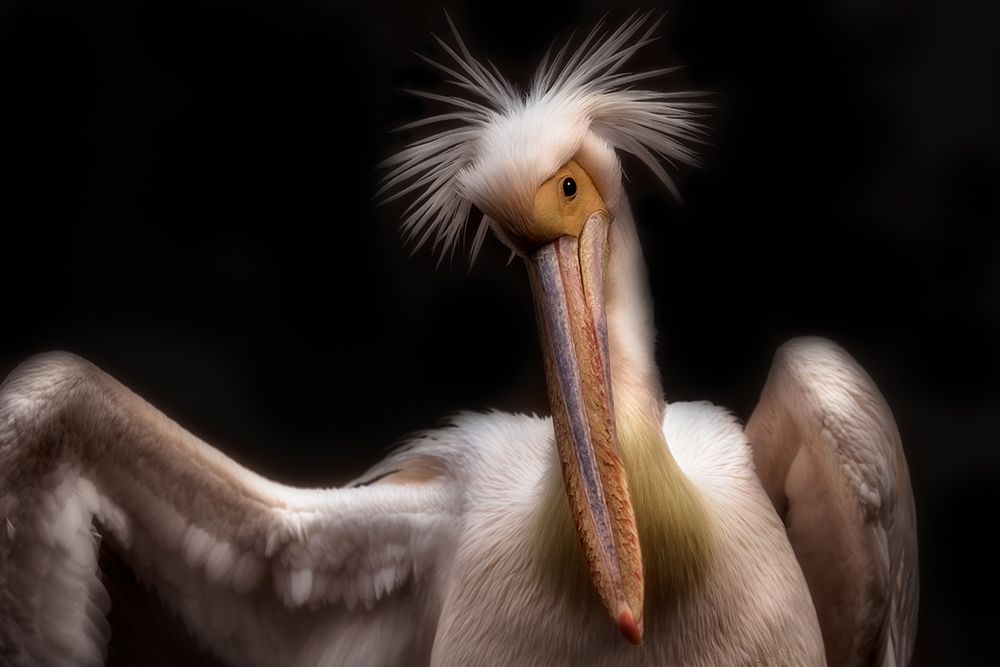 Pelicans portrait art print by Eiji Itoyama for $57.95 CAD