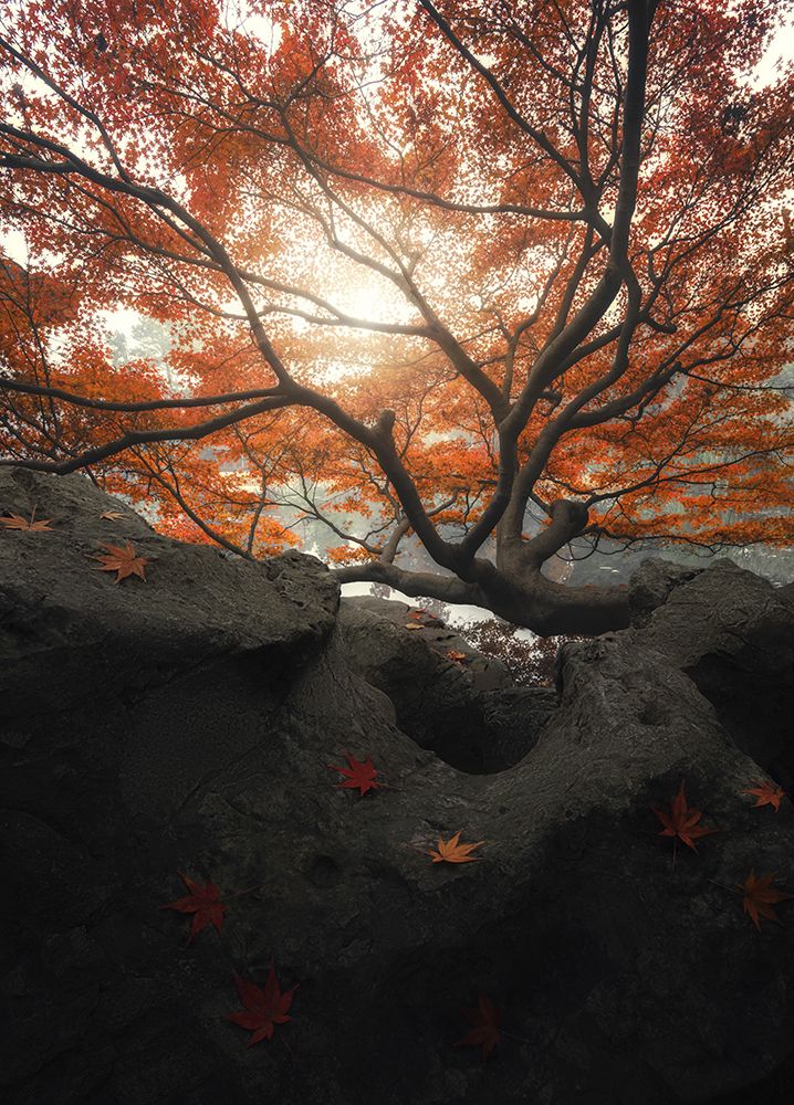 Maple art print by Mituke for $57.95 CAD