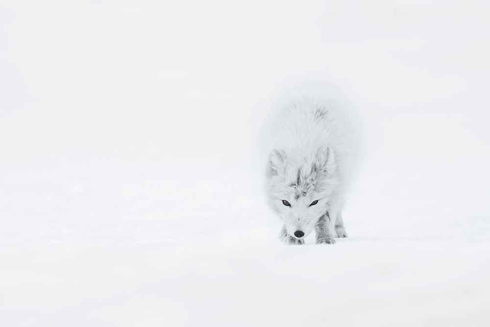 Arctic Fox art print by Roberto Marchegiani for $57.95 CAD