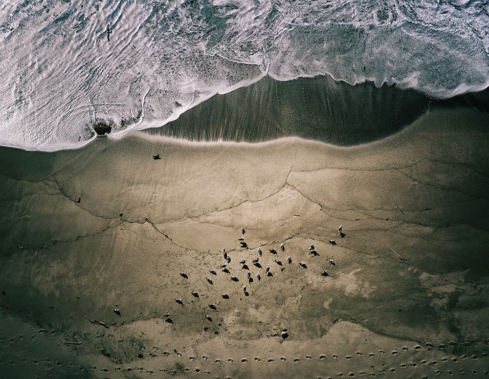 Seagulls and Surf art print by Robert Work for $57.95 CAD