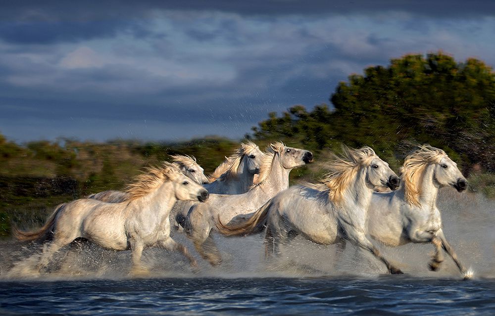 Horses Running Through The Marsh art print by Xavier Ortega for $57.95 CAD