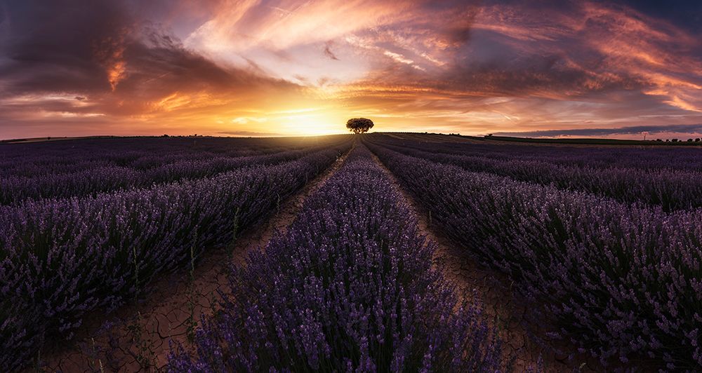 Lavender Sunset art print by Jorge Ruiz Dueso for $57.95 CAD