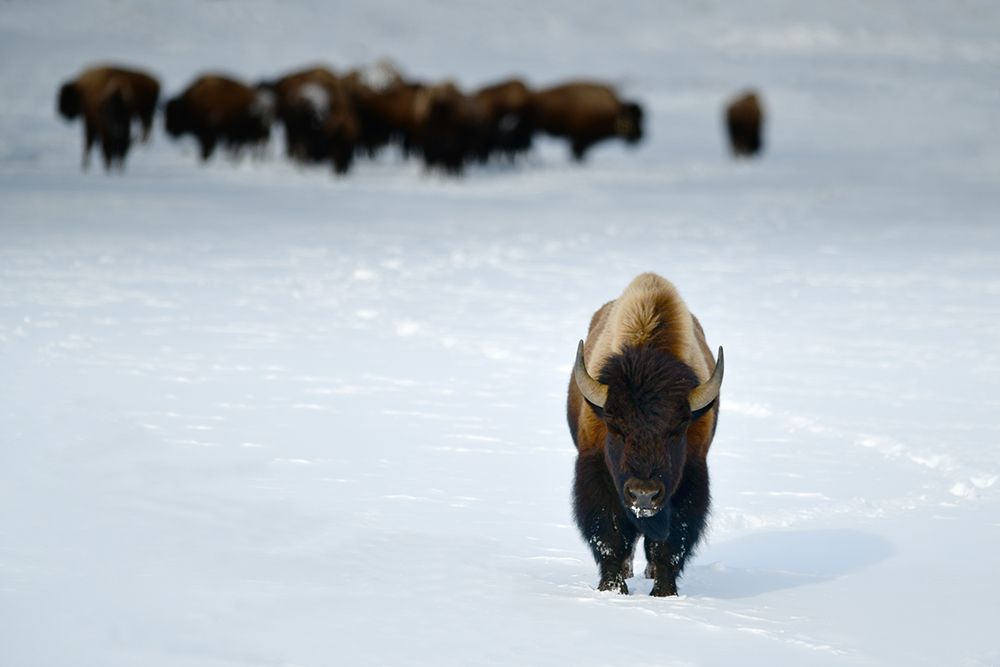 ALPHA MALE BISON art print by Surjanto Suradji for $57.95 CAD