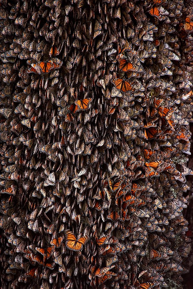 Monarch Butterflies during hibernation art print by Ignacio Arcas for $57.95 CAD