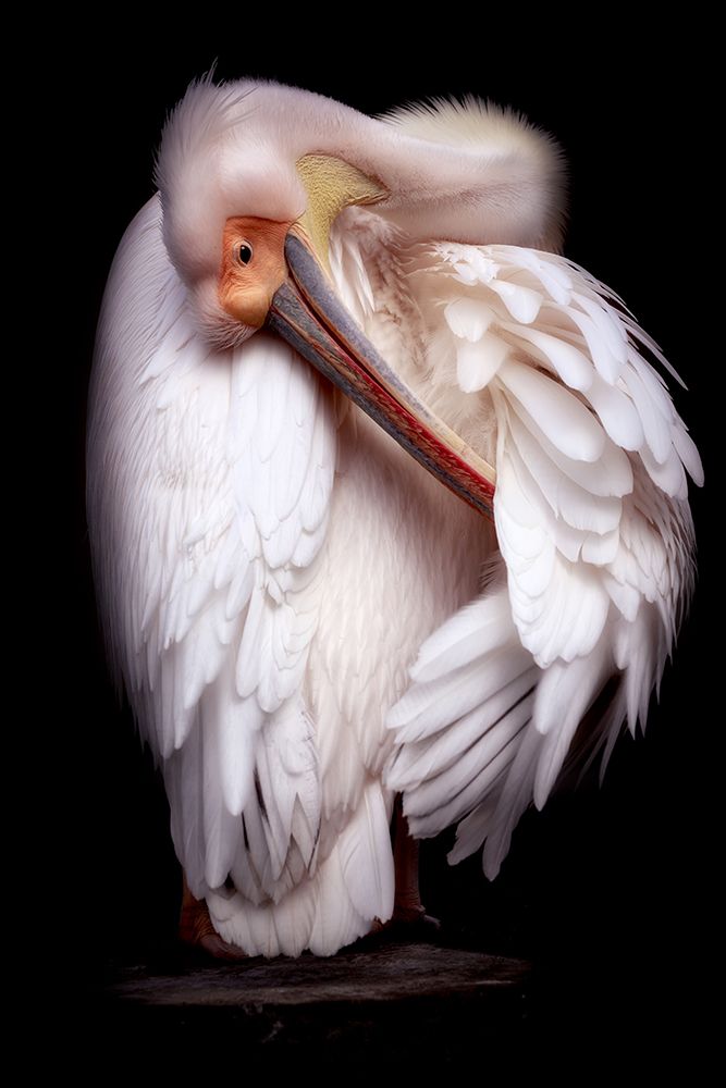 Pelicans portrait art print by Eiji Itoyama for $57.95 CAD