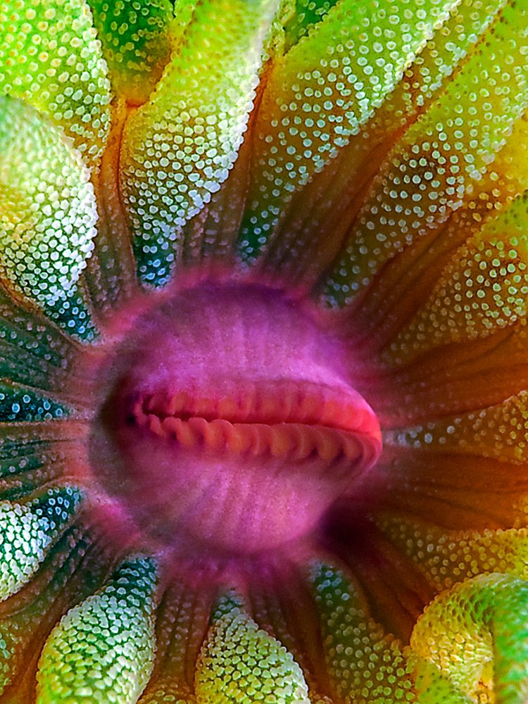 Cup Coral Portrait art print by Henry Jager for $57.95 CAD