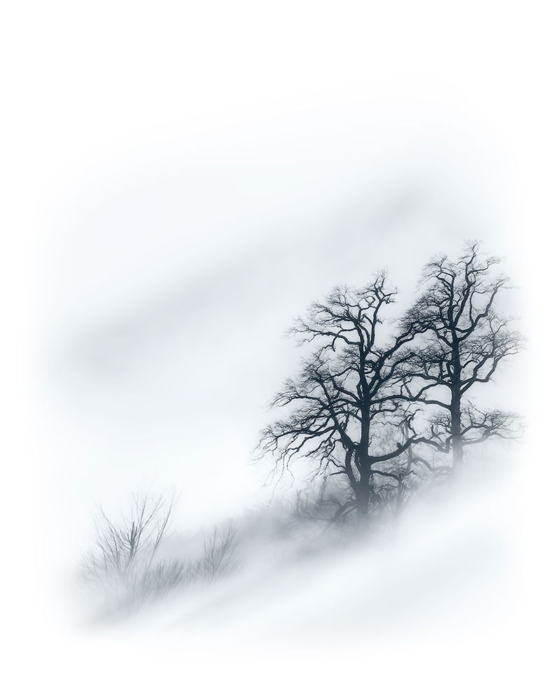 Trees in the mist art print by Majid Behzad for $57.95 CAD