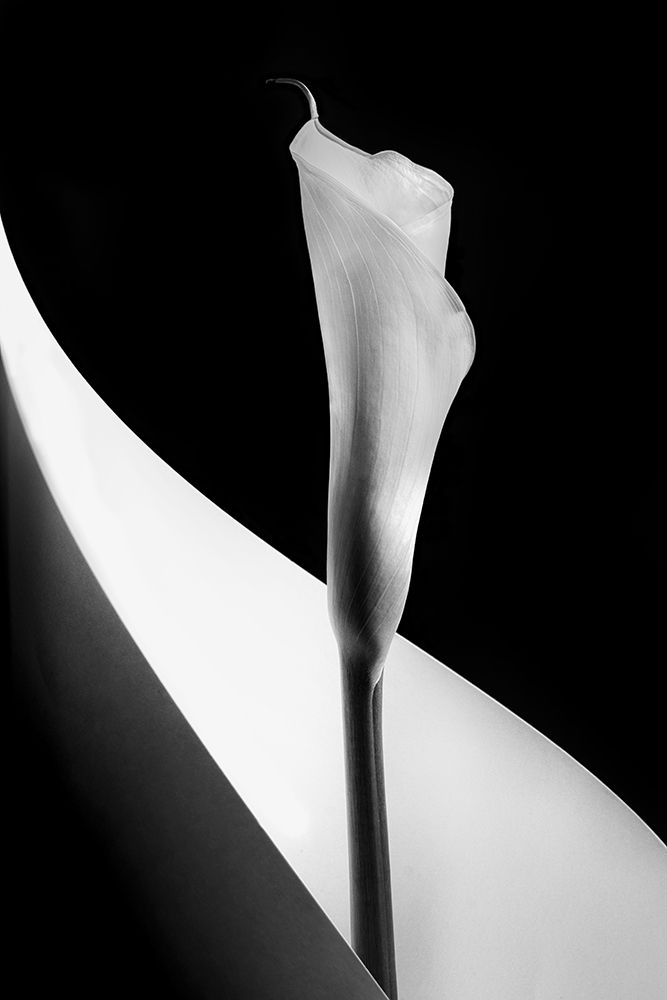 Calla Lily art print by Stephen Clough for $57.95 CAD
