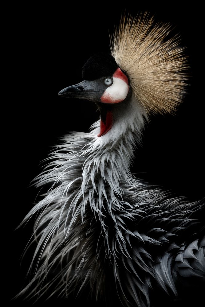 Crowned Cranes Portrait art print by Eiji Itoyama for $57.95 CAD