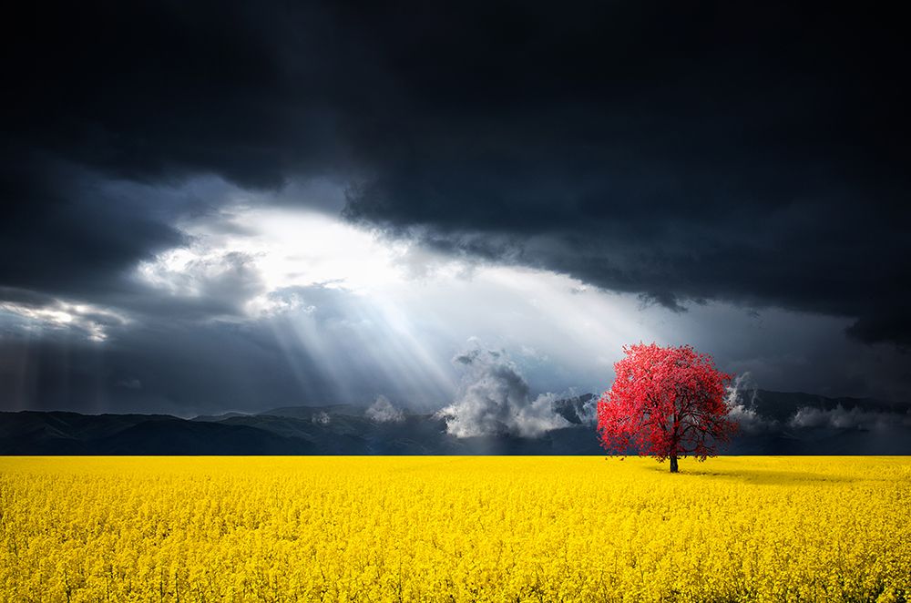 A Red Tree In The Canola Meadow art print by Bess Hamiti for $57.95 CAD