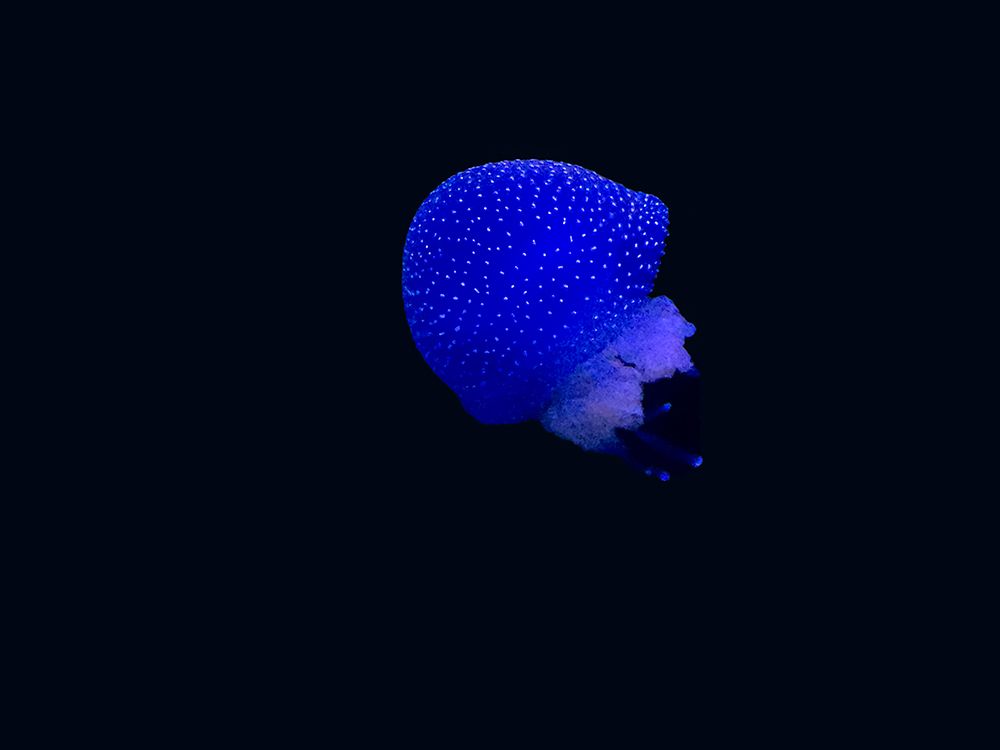 blue jellyfish art print by Heike Rompf for $57.95 CAD