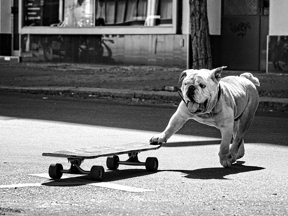 ... Dogs Just Want To Have Fun ... art print by Claudia Leverentz for $57.95 CAD