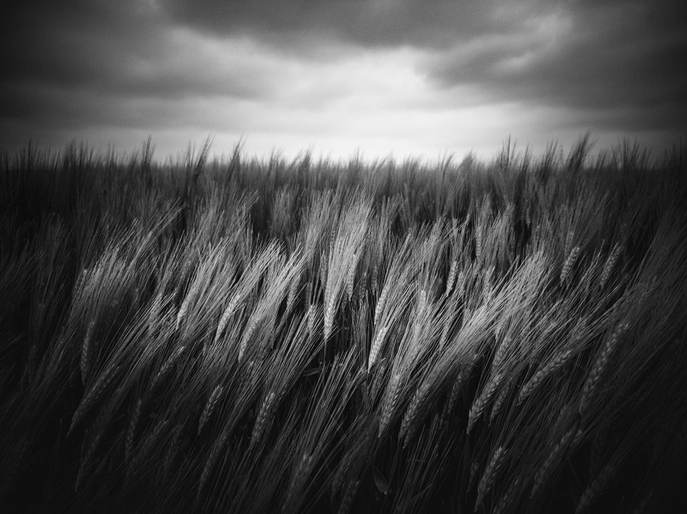 Just grow art print by Christophe Staelens for $57.95 CAD